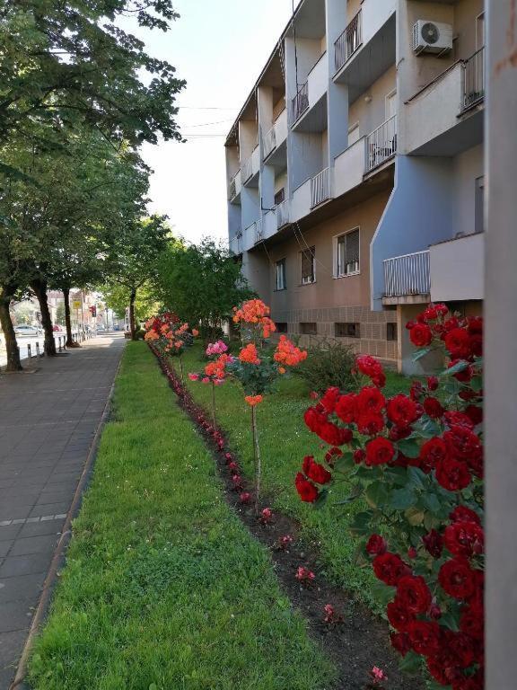 Apartman Borak Apartment Kladovo Exterior photo